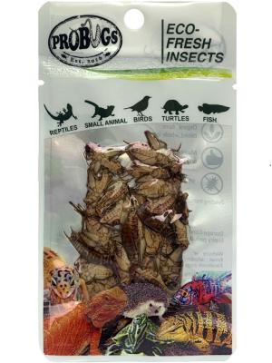 China Eco-fresh Cricket/feed grade/poultry/Aquarium for sale