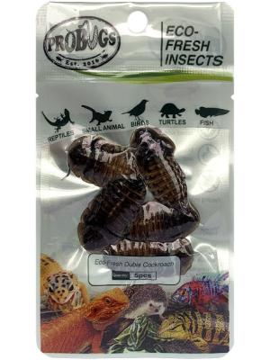 China Eco-fresh Dubia Cockroach/dry insects/feed grade for sale