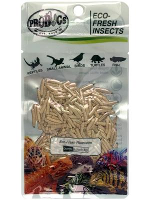 China Eco-fresh Riceworm/Proteinsupply for pet food /poultry food for sale