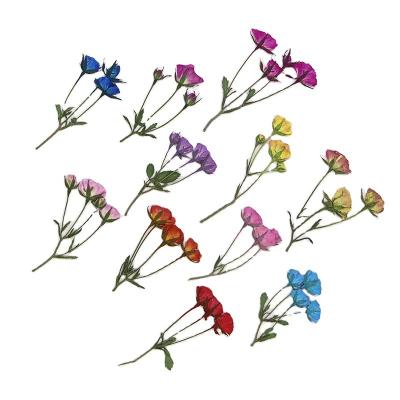 China Natural Rose Pressed Flower Art Bookmark Decoration Flower Greeting Card Candle Diy Craft Flower Material for sale