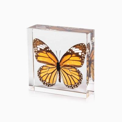 China High Quality Natural Tiger Butterfly Wedding Decoration Common Resin Home Decoration for sale