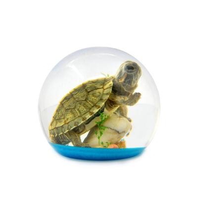 China Newest Marine Globe Resin Paperweight Cute Turtle Souvenir Design with Marine Scene Special Souvenir for sale