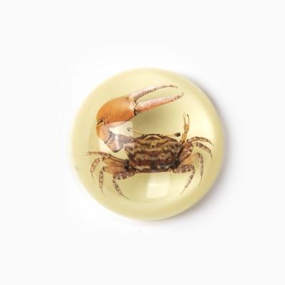 China Factory price wholesale half-hunched decoration true paperweight crab packed in poly resin specimen keepsake from aquarium for sale