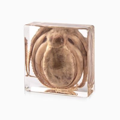 China Natural High Quality Specimen Resin Decoration Square Shaped Block With Octopus for sale