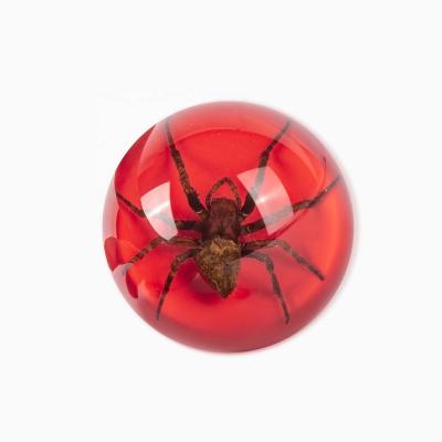 China Amazing Natural Paperweight 64mm Diameter Half-Built Book Paperweight Spider Best Gift For Boys for sale