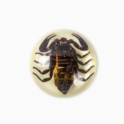 China Global Black Scorpion in 64mm Dome Paperweight Glow Resin Desktop Decoration for sale