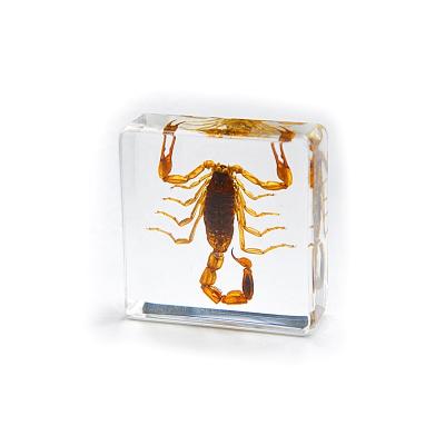 China Real natural small size acrylic paperweight insect specimen in clear poly resin educational toys for sale