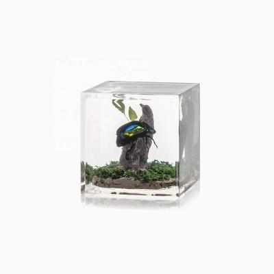 China Gift Real Natural Funny Green Beetle Cube Shape Acrylic Decoration for sale