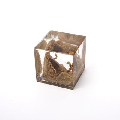 China Real shape natural acrylic material decor cube scorpion was embedded in the museum and park natural resin decoration souvenirs for sale