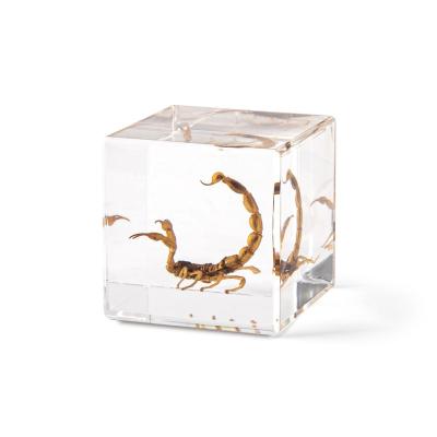 China New Design Natural Keepsake Gifts Real Insect Specimen Embedded In Epoxy Resin Lucite Decor for sale