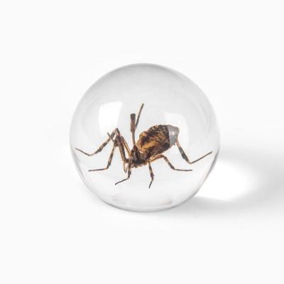 China Wholesale Acrylic Morden's Ball Spider Specimen Preserved in Crystal Ball 60mm Diameter Resin Home Decoration for sale