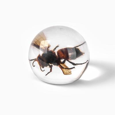 China Modern Natural Crystal Ball With Insect Specimen Wasp Specimen Resin Sphere For Souvenirs Gift for sale