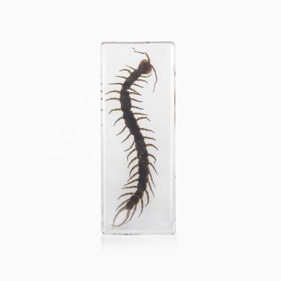 China 100% Resin Handmade Popular Large Size Cheap Paperweight Strong Centipede Inside for sale