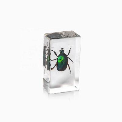 China Novelty Natural Gifts Factory Price High Quality Resin Poly Open Acrylic Paperweight Has Real Green Beetle Specimen Inside for sale