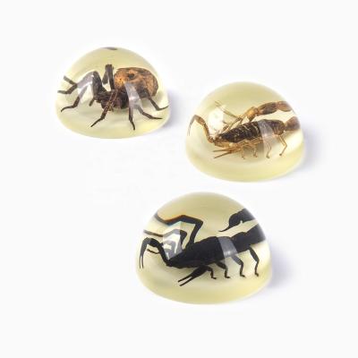 China Crystal Resin Collectible Dome Paperweight natural funny with real bugs for sale