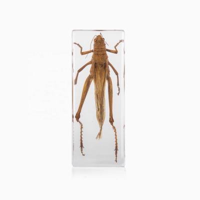 China Wholesale Acrylic Specimen Paperweight Insect Packed In Acrylic Resin Novelty Gifts for sale