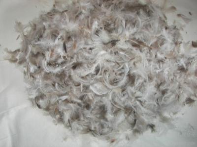 China Grey Duck Feather High Cleanliness Quilt Filling Material for Down Jacket or Down Pillow for sale