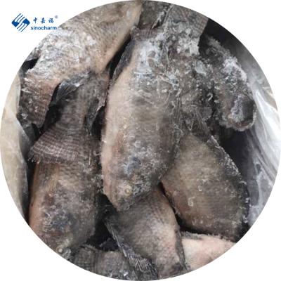 China Low Fat Frozen Whole Round Frozen Seafood Niloticus Manufacturing Tilapia Black Tilapia Fish for sale