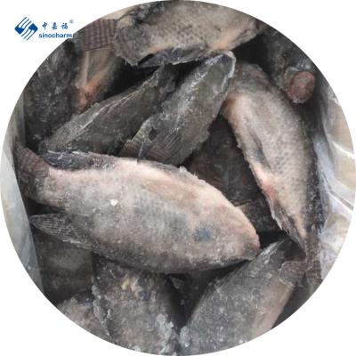 China China Low Fat Frozen Cleaned Tilapia Manufacturing Gutted Niloticus Fish Frozen Seafood Measured Black Tilapia for sale