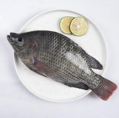 China Good Quality Low Fat Frozen Seafood Niloticus Tilapia Black Tilapia Fish for sale