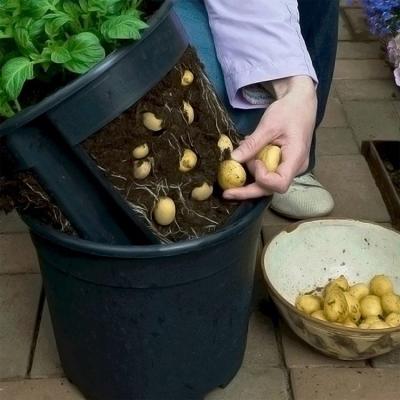 China Modern PP Plastic Grow Pots For Potato Ginger Root Crops for sale