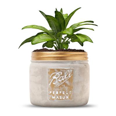 China Rustic Farmhouse Decor Gold Mason Jars Concrete Cement Pot Succulent Planter for Vintage Decor for sale