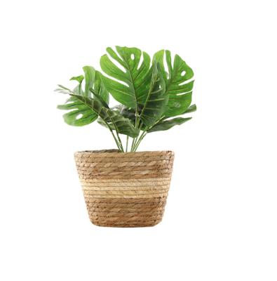 China Jialan Grass Wholesale Nordic Cane Flower Stocked Fleshy Simple Basket for sale