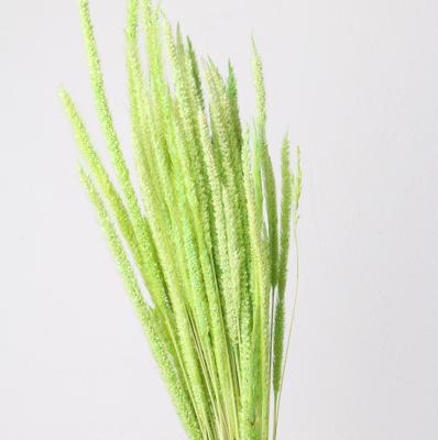 China Wedding / Home Decoration Wholsale Cheap Preserved Colorful Its Spirit Grass for sale