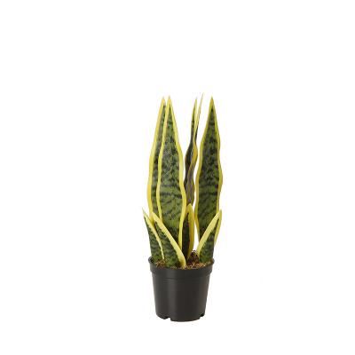 China Artificial Snake Plants Bonsai Indoors Sansevieria 31CM Eco-friendly Decoration Plastic Plants Artificial Plants for sale