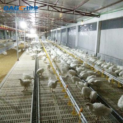 China Breeder New Model Breeder Chicken Chain Feeding System Equipment For Poultry Breeder Farm House for sale