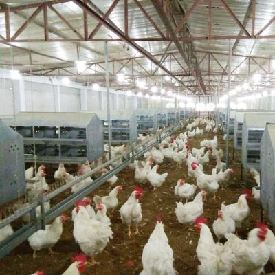 China Bangchi Farms 24 Holes Chicken Egg Laying Hens Laying Nest for sale