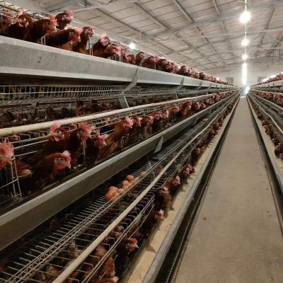 China Easily Install Best Selling Products 96 120 128 160 Birds Layer Poultry Battery Chicken Cages For Sale for sale