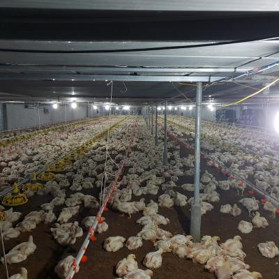 China Ground Feeding Chicken Farm Automatic Broiler Chicken Poultry Farm Equipment Suppliers in Thailand for sale