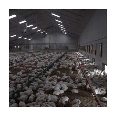 China Ground Feeding Chicken Farm Exquisite Workmanship Qingdao Free Range Chicken Farm Equipment for sale