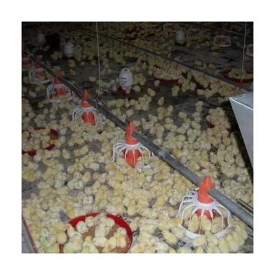 China Ground Feeding Chicken Farm Moderate Price Chiken Farm Equipment For Poultry Chicken for sale