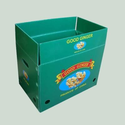 China Recyclable corrugated plastic fruit and vegetable packing crates for sale