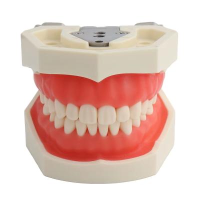 China Study Teeth Model Dental Supplies Dental Study Training Teeth Typodont Teeth Orthodontic Model Teeth Model for sale