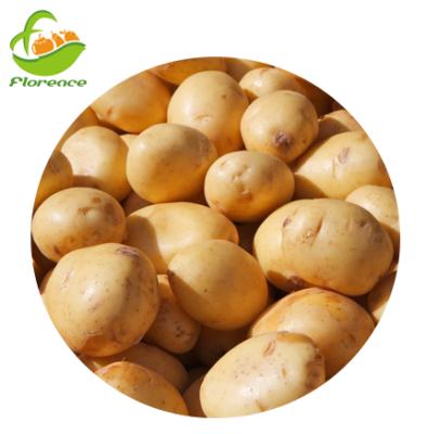 China Fresh new season fresh vegetable fresh potatoes for sale