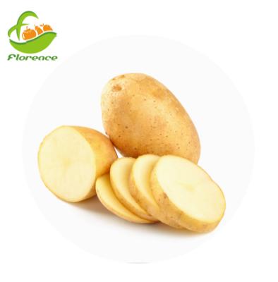 China Fresh Fresh Yellow Holland Potatoes for sale