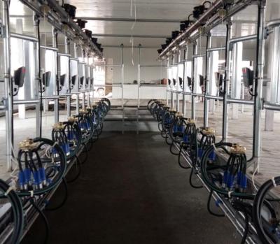 Chine Herringbone Type Cow Milking Parlor Wtih Electric Milk Meter System à vendre