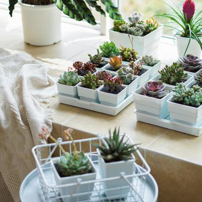 China MESHPOT Modern 6 Inch Plastic Square Planter Pot Cactus Plant Succulent Pot With Drainage Holes Home Decoration for sale