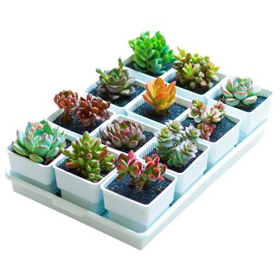 China Modern Succulent Pot Root Control Cactus Nursery Plastic Container for sale