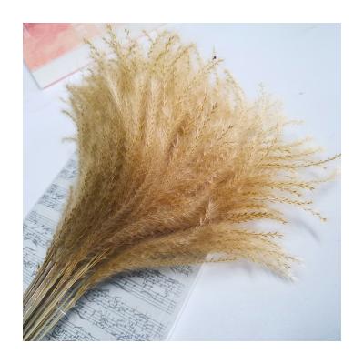 China 2021 Top Selling Romantics Yunnan fluffy dry flower dried pampas grass for wedding home decoration for sale