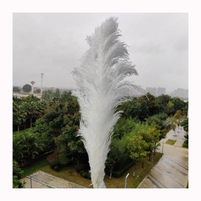 China Wholesale Environmental Protection Pampas Yunnan Green White Dried Reeds Down Natural Pampas Grass For Home Decoration for sale