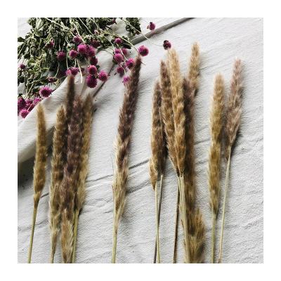 China Highly Popular Wholesale Application 2020 Yunnan Small Dried Flower Small Reeds Pampas Grass For Decoration for sale