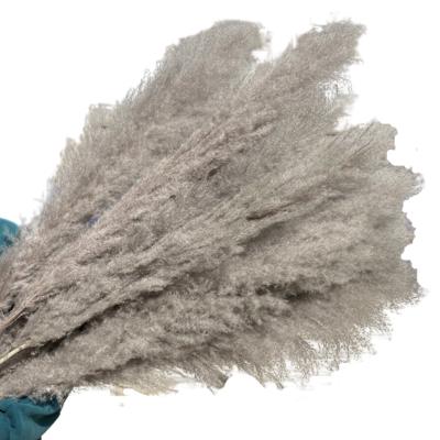 China Nordic Style Dry Grass Landing Wedding Decorative Dry Flowers Large Gray Pampas Grass for sale