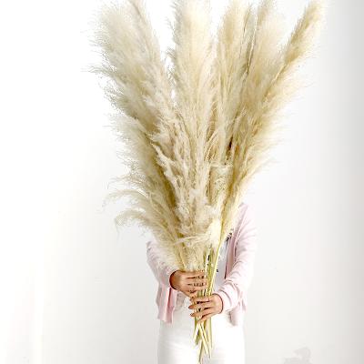 China Wedding Decoration Reed Flower Big Pampas Natural Dried Preserved Wall Grass Dried Pampas For Decoration for sale