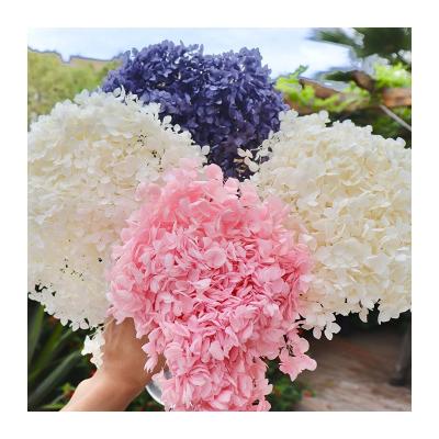 China Christmas Home Flower Amazon Hot Sale Decorative Dried Flowers Preserved Lobular Hydrangeas for sale