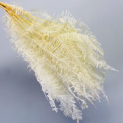 China Factory Natural Wholesale Dried Flowers Preserved Flowers Dicranopteris Linearis Preserved Old-fashioned Forked Fern for sale