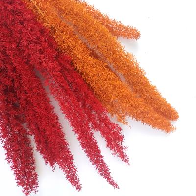 China Yunnan popular natural high quality wholesale fresh flower natural preserved foxtail flowers for wedding decoration for sale